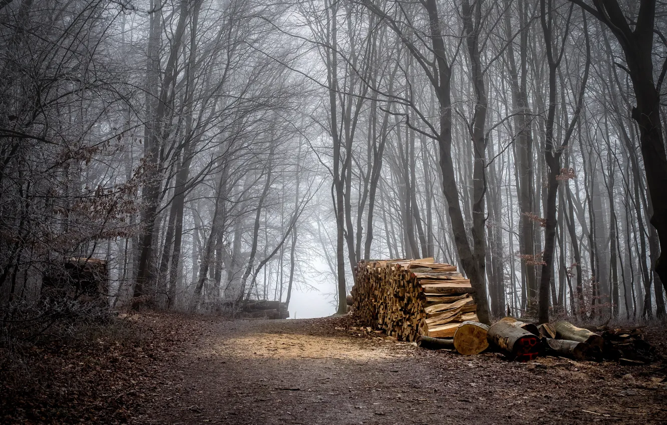 Photo wallpaper autumn, forest, trail, wood, forest, autumn, path, fall