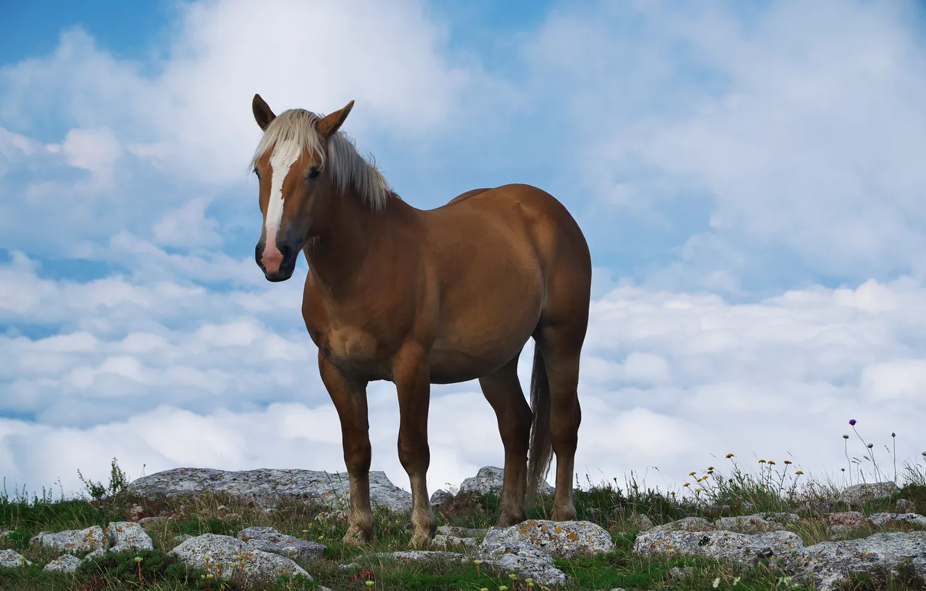 Photo wallpaper clouds, stones, horse