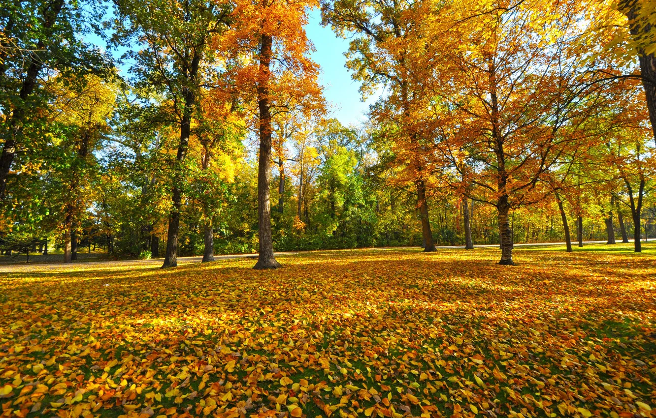 Photo wallpaper autumn, leaves, trees, Park