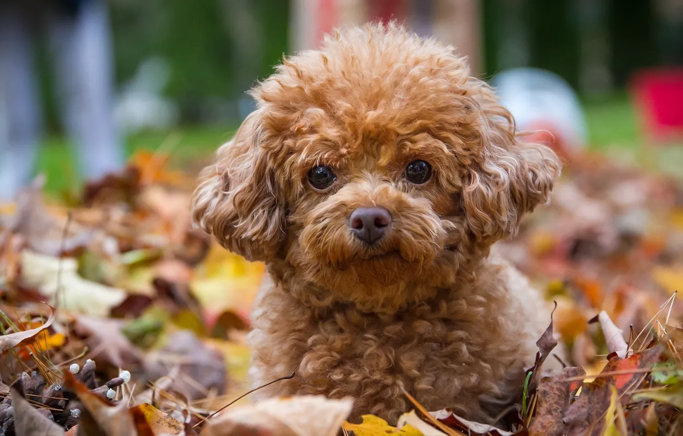 Photo wallpaper look, leaves, dog, puppy, poodle