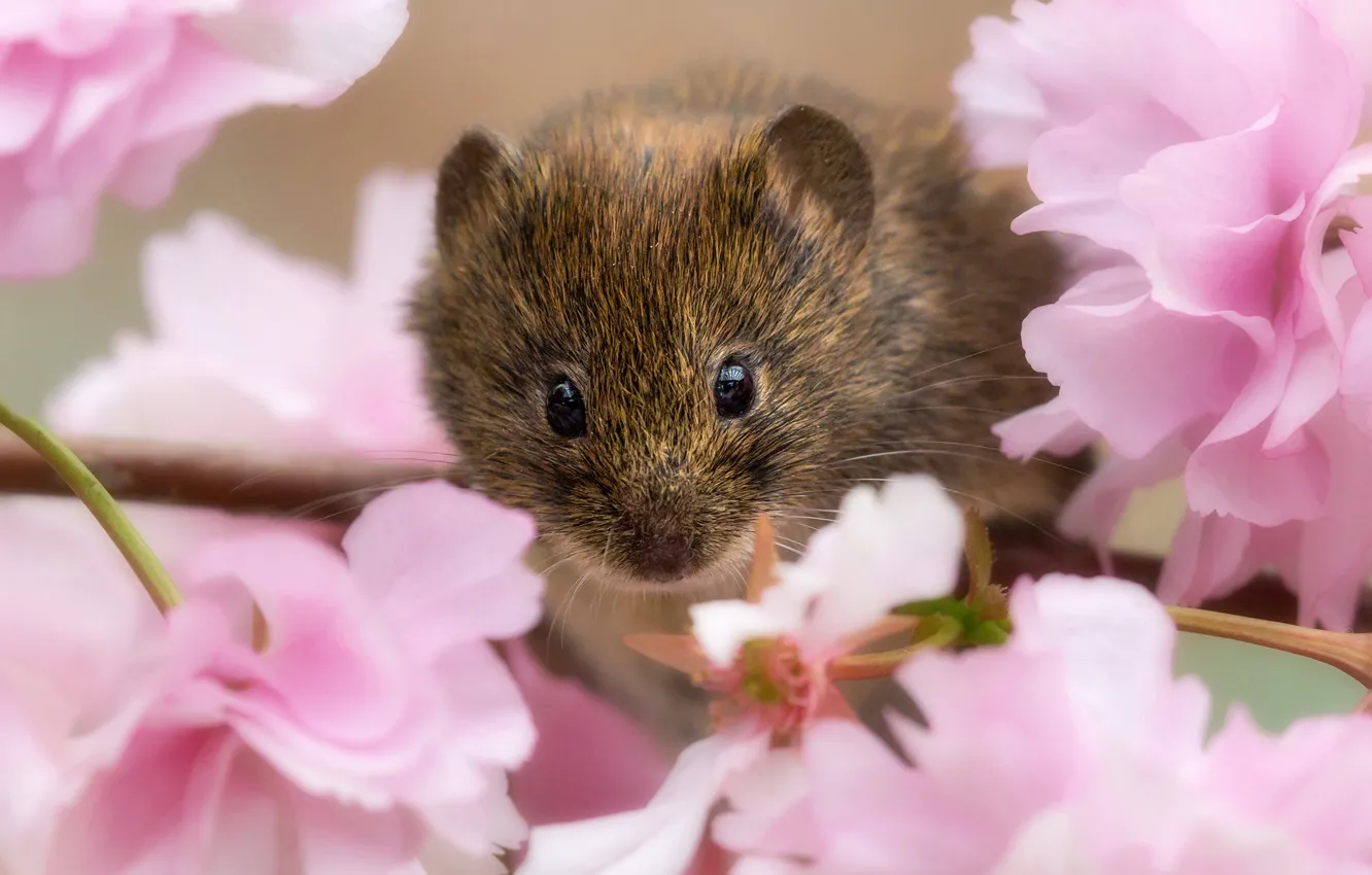 Photo wallpaper look, flowers, branches, Sakura, flowering, rodent, Bank vole