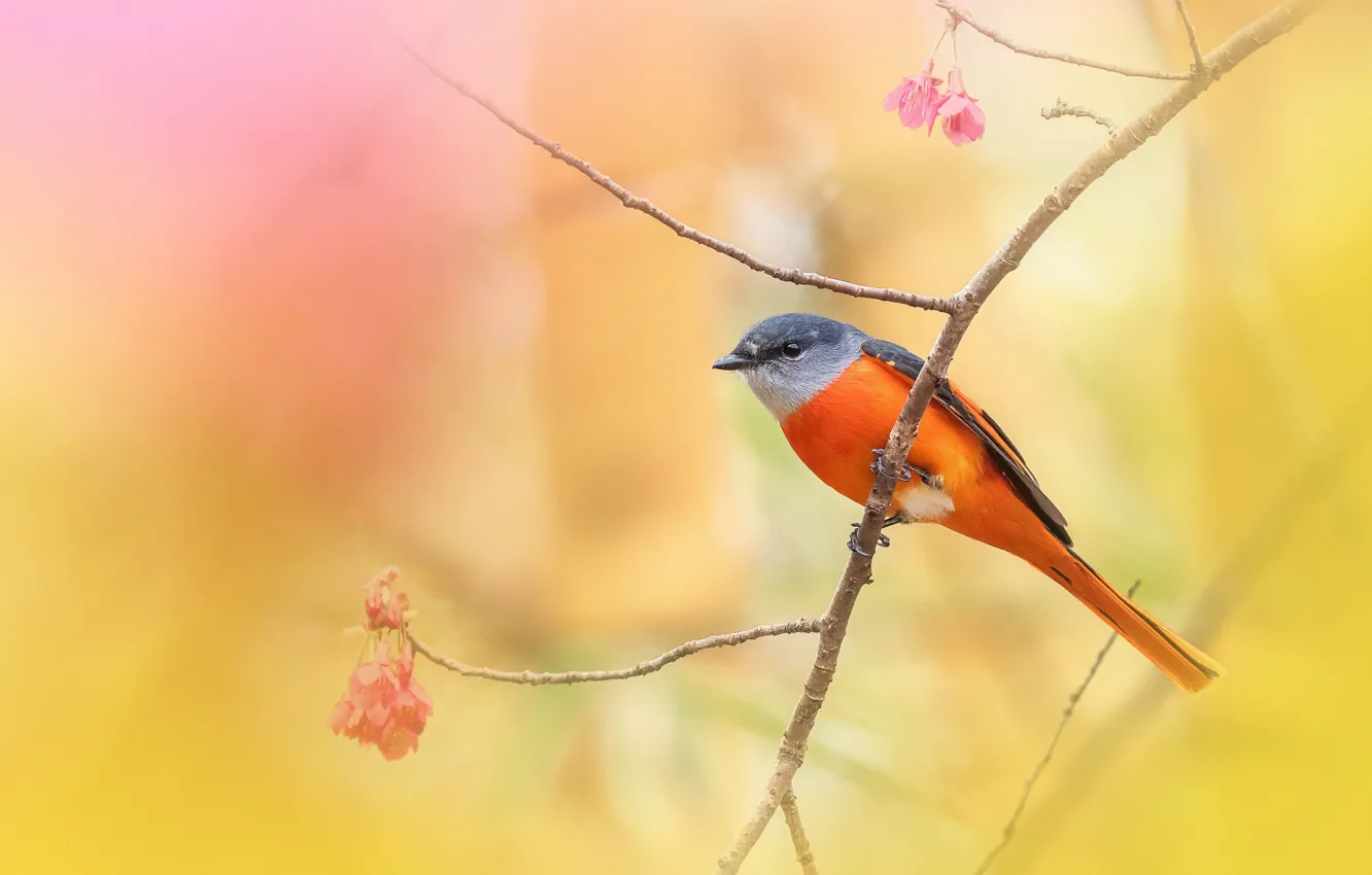 Photo wallpaper background, bird, branch, Sakura, Caregory long-tailed licenced