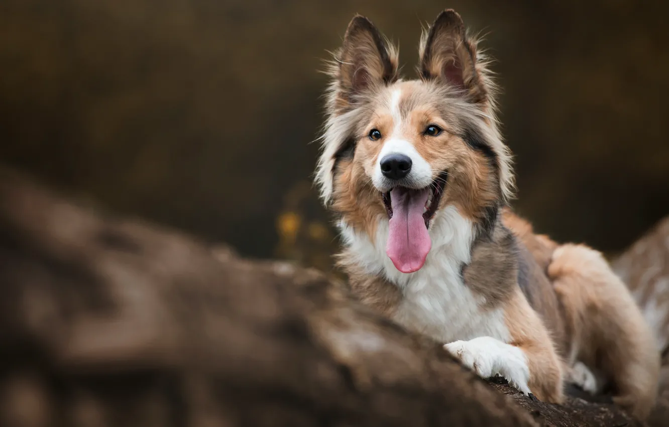 Photo wallpaper autumn, language, trees, portrait, dog, puppy, lies, log