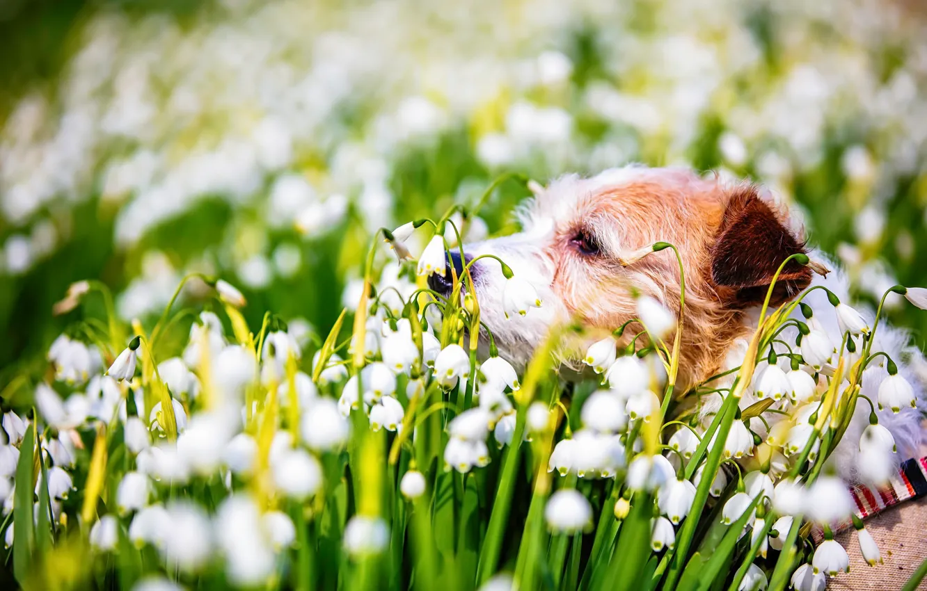 Photo wallpaper nature, dog, spring