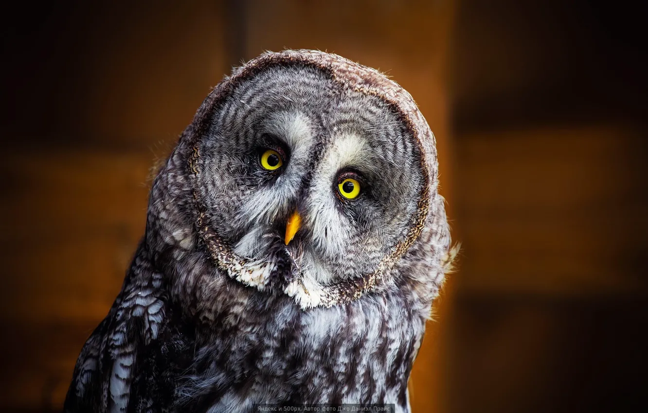 Photo wallpaper owl, owl, bird of prey