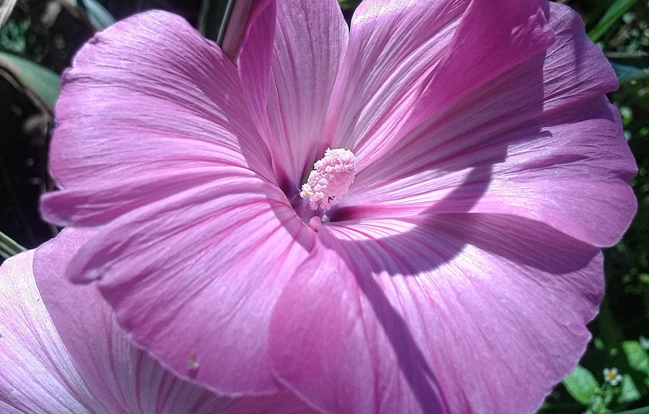 Photo wallpaper flower, nature, pink