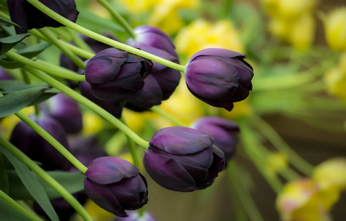 Photo wallpaper greens, purple, flowers, dark, spring, garden, stem, tulips