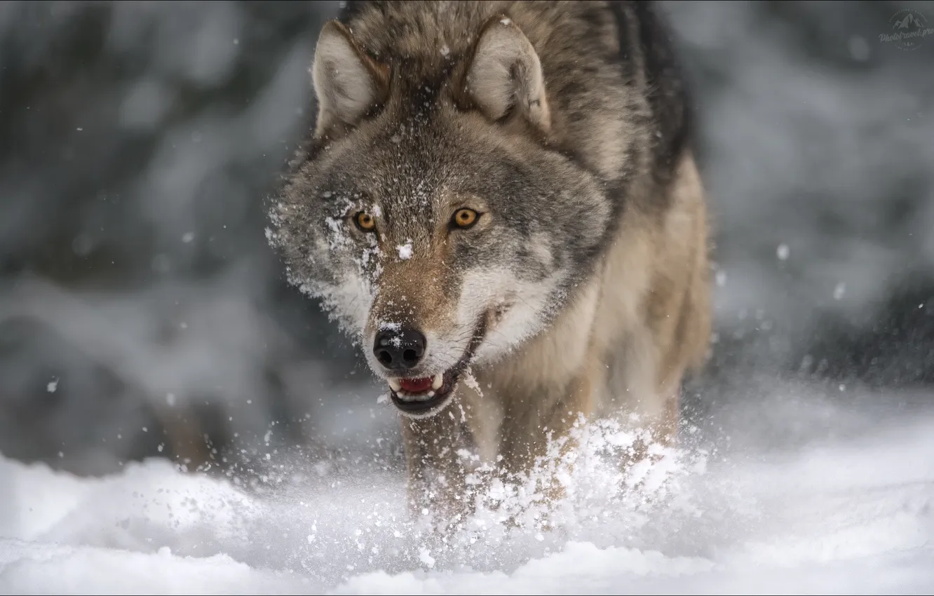 Photo wallpaper snow, wolf, predator, mouth, the top, Vlad Sokolovsky