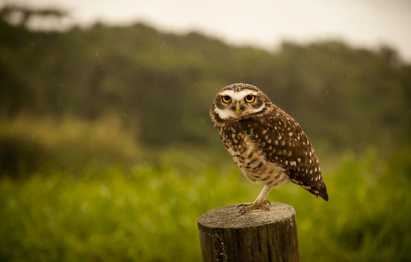 Photo wallpaper look, nature, pose, rain, owl, bird, bokeh, columns