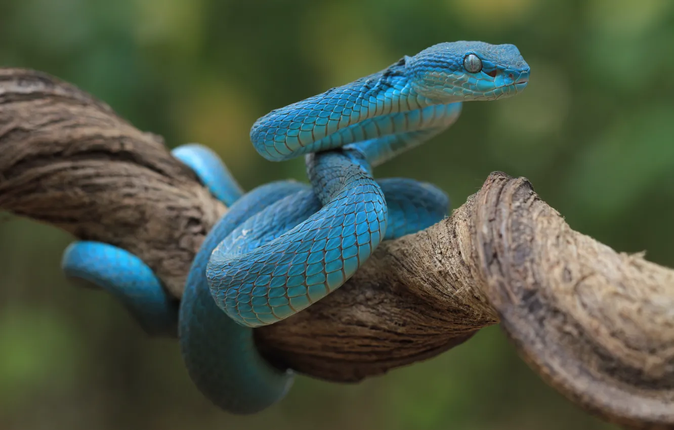 Photo wallpaper branches, blue, snake