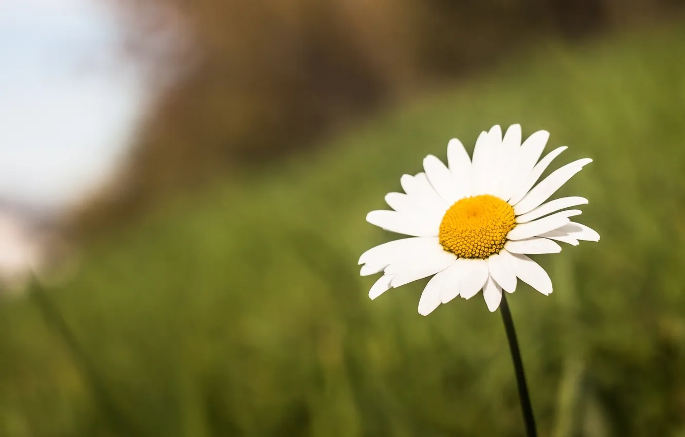 Photo wallpaper macro, flowers, chamomile