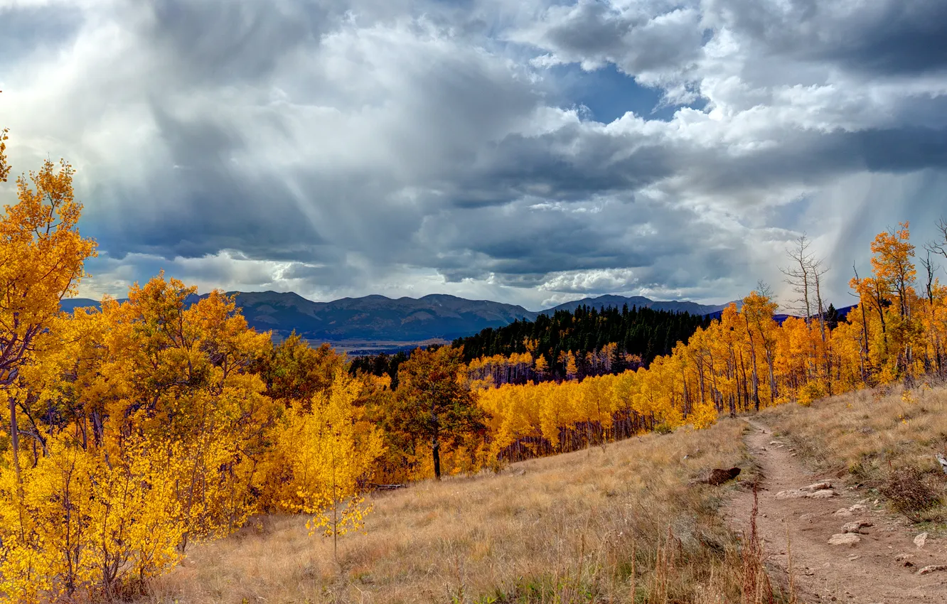 Photo wallpaper autumn, forest, the sky, grass, clouds, light, trees, landscape