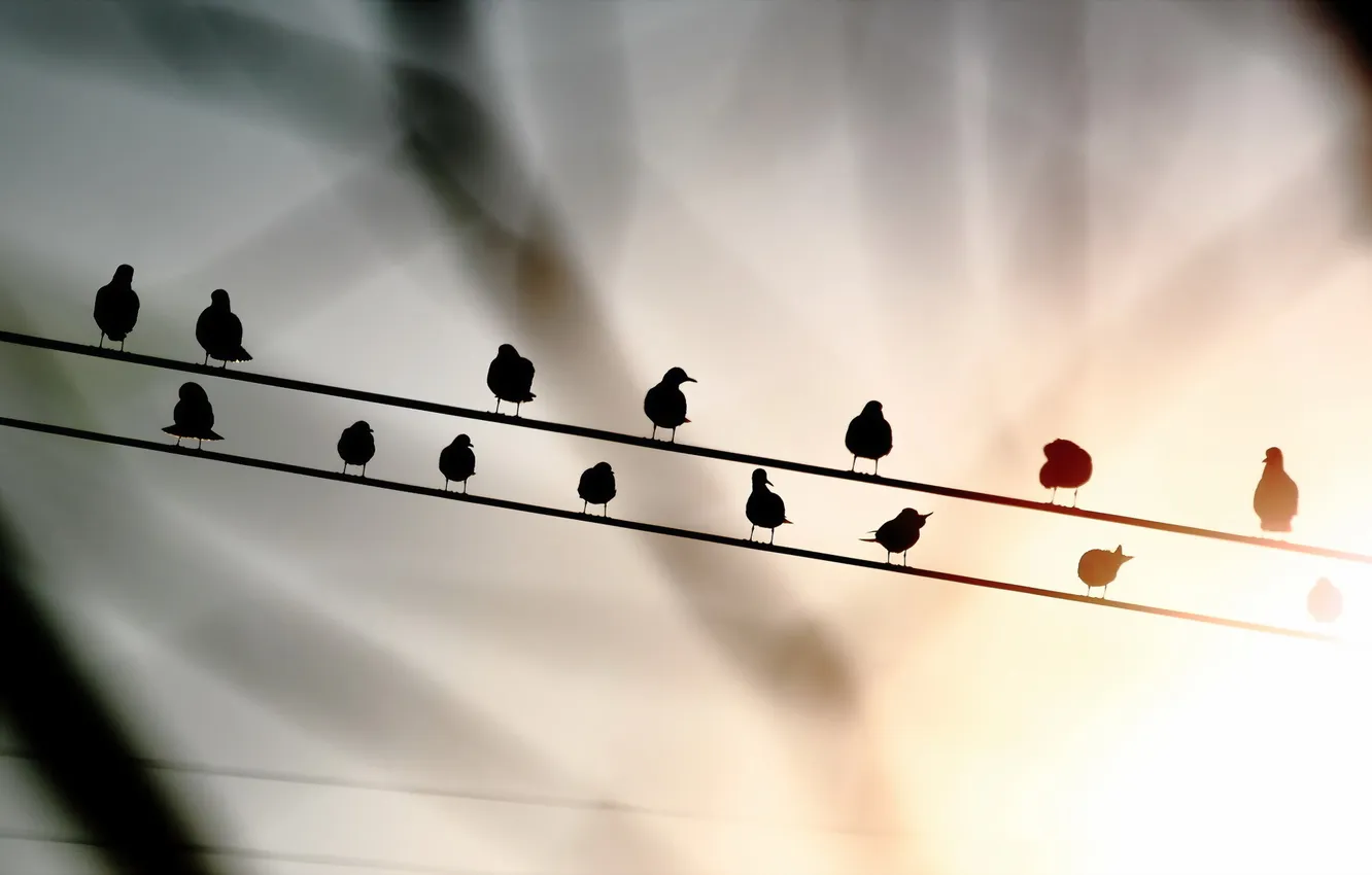 Photo wallpaper background, bird, wire