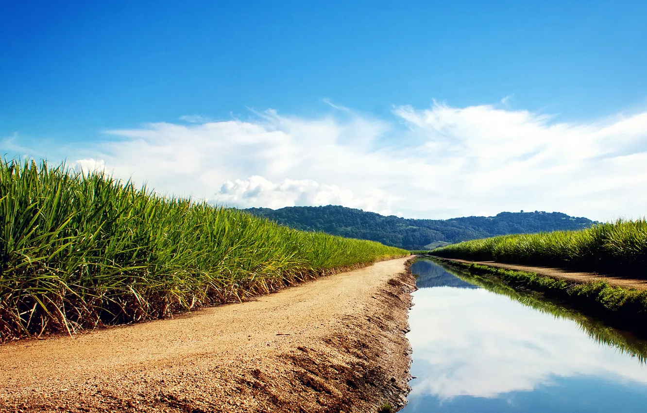 Photo wallpaper greens, field, water, channel, Sugarcane Fields, sugar cane