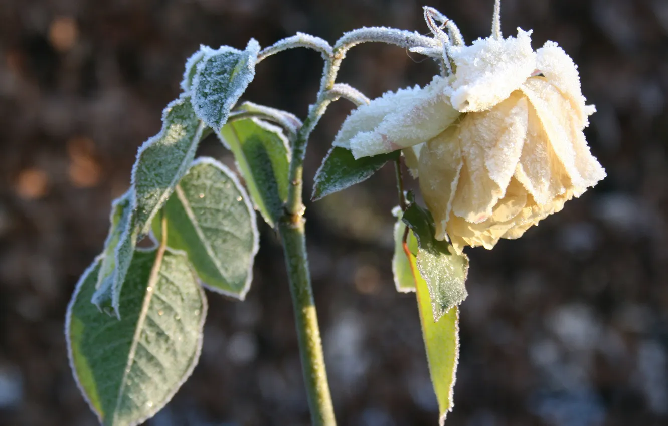 Photo wallpaper winter, frost, leaves, snow, flowers, roses, petals, stem