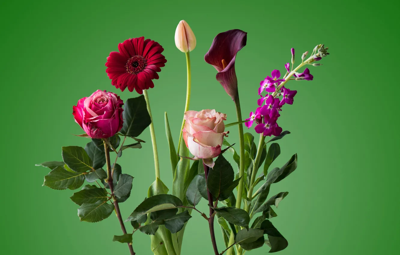 Photo wallpaper rose, Tulip, bouquet, petals, stem