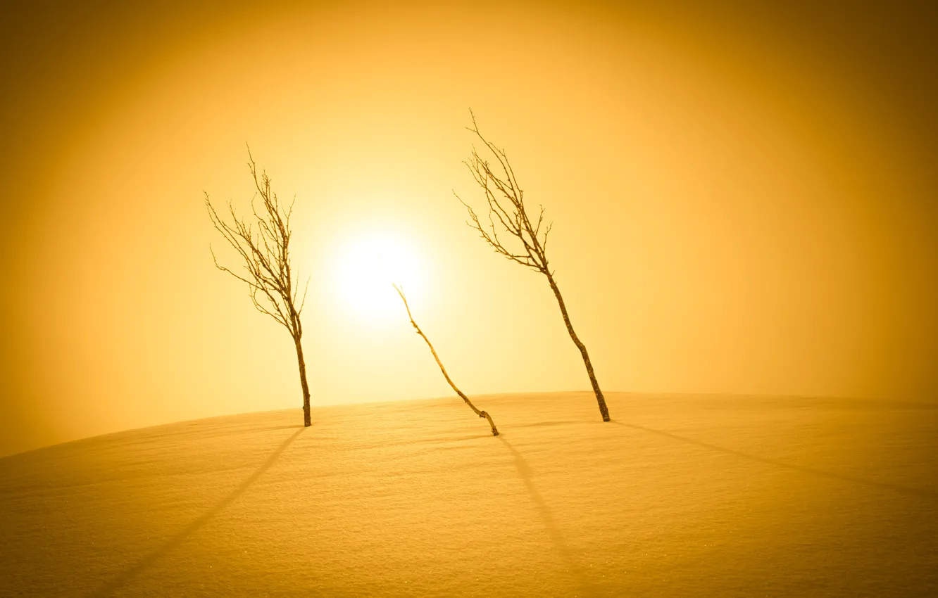 Photo wallpaper light, snow, trees