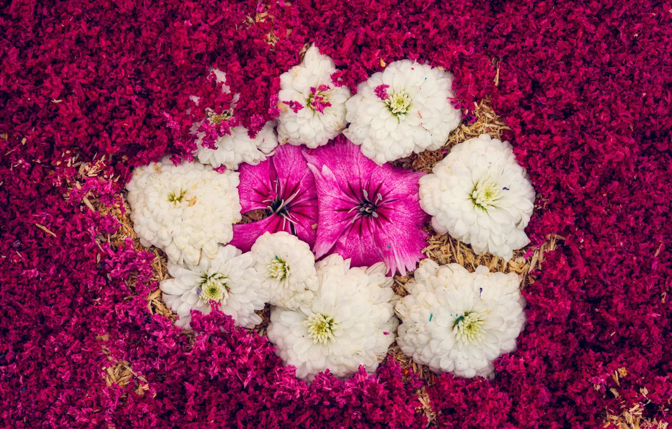 Photo wallpaper flowers, photo, petals, dahlias, clove