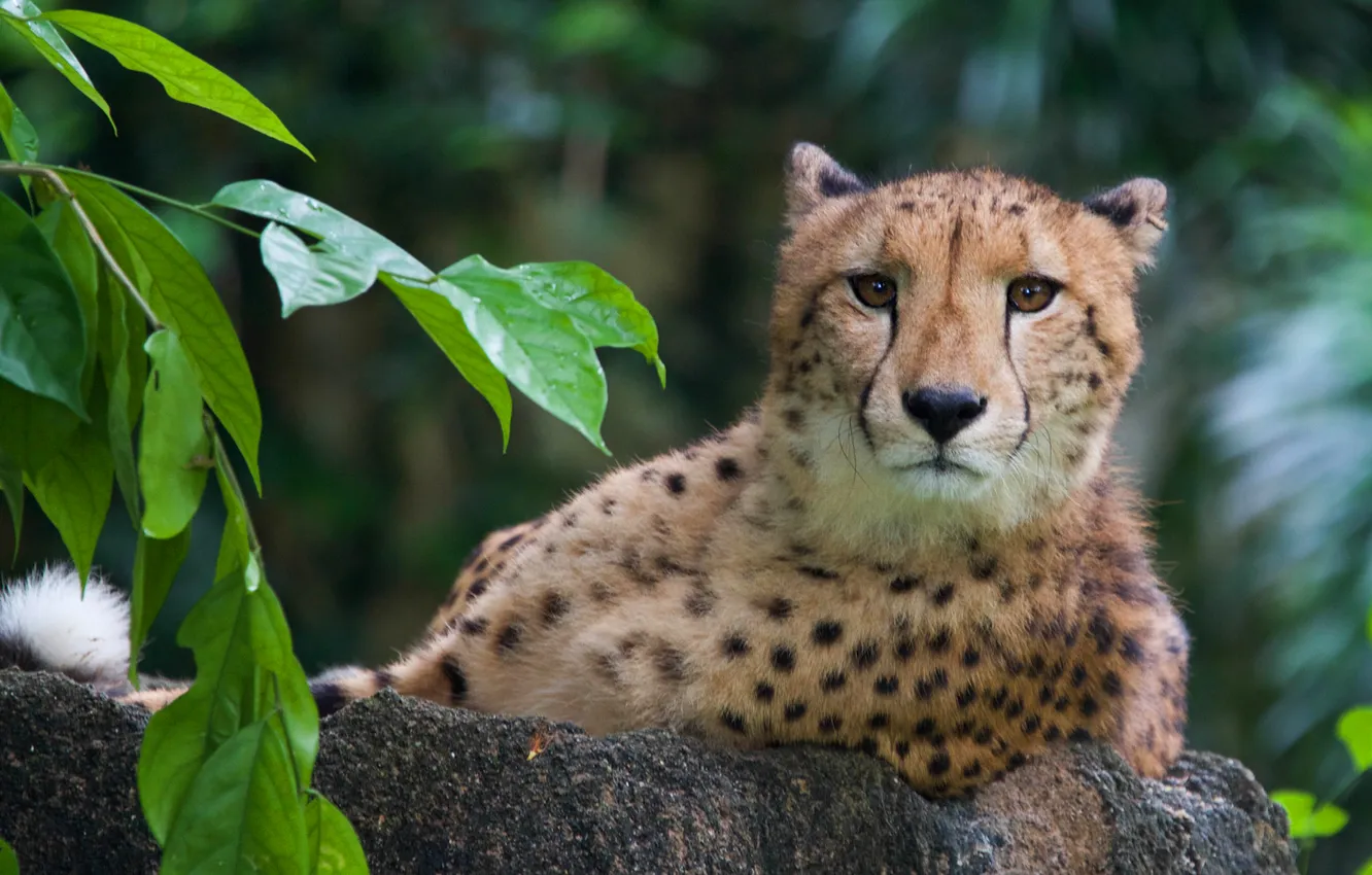 Photo wallpaper look, face, leaves, branches, nature, pose, stones, Cheetah