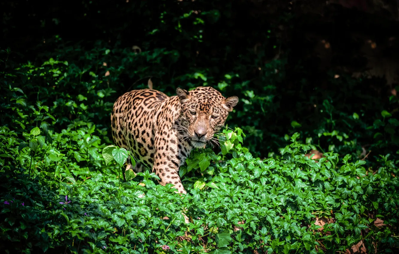 Photo wallpaper greens, face, leaves, light, pose, the dark background, thickets, foliage