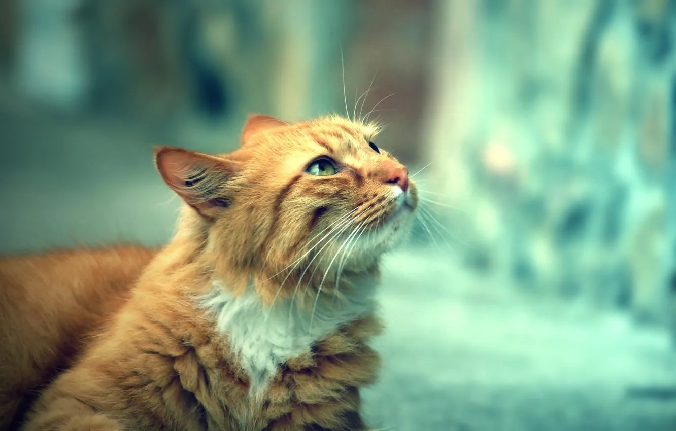 Photo wallpaper cat, look, street, day, looks, cat