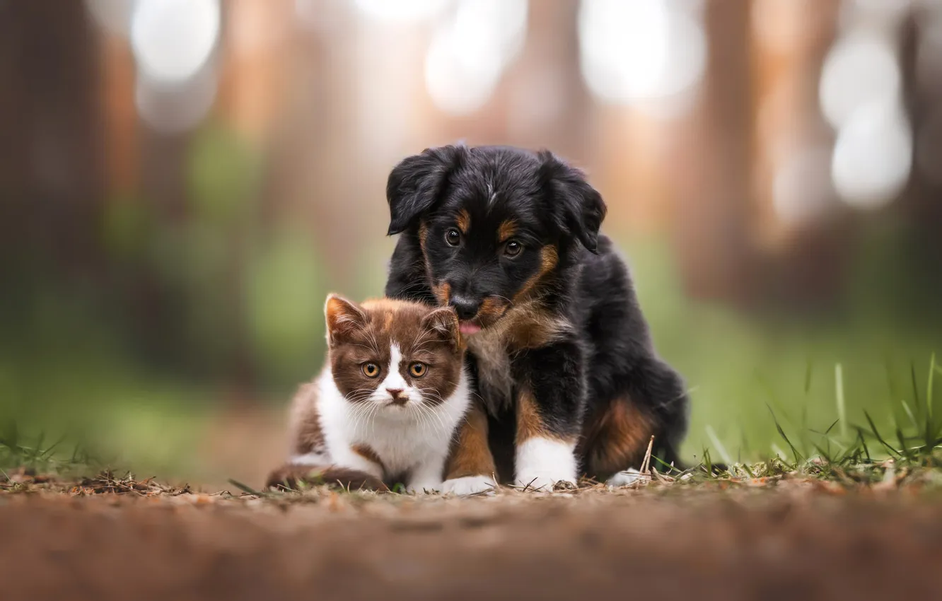 Photo wallpaper language, cat, look, nature, pose, each, glade, black