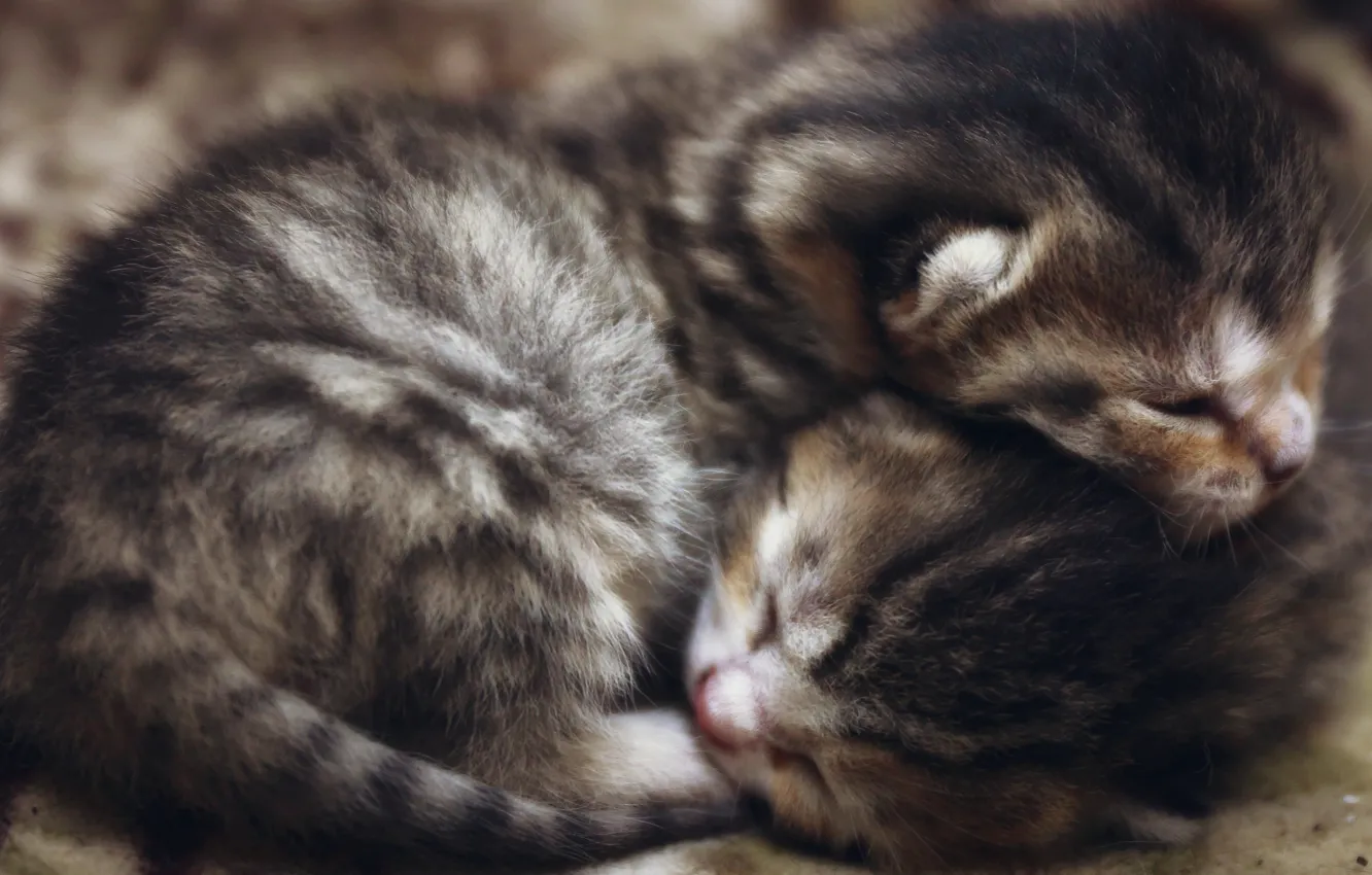 Photo wallpaper cat, grey, two, sleep, wool, fluffy, small, baby