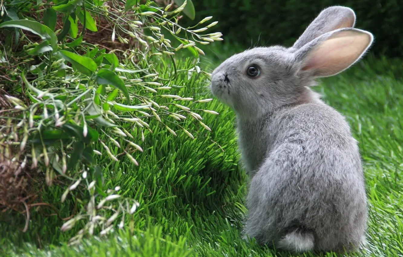 Photo wallpaper summer, grass, rabbit