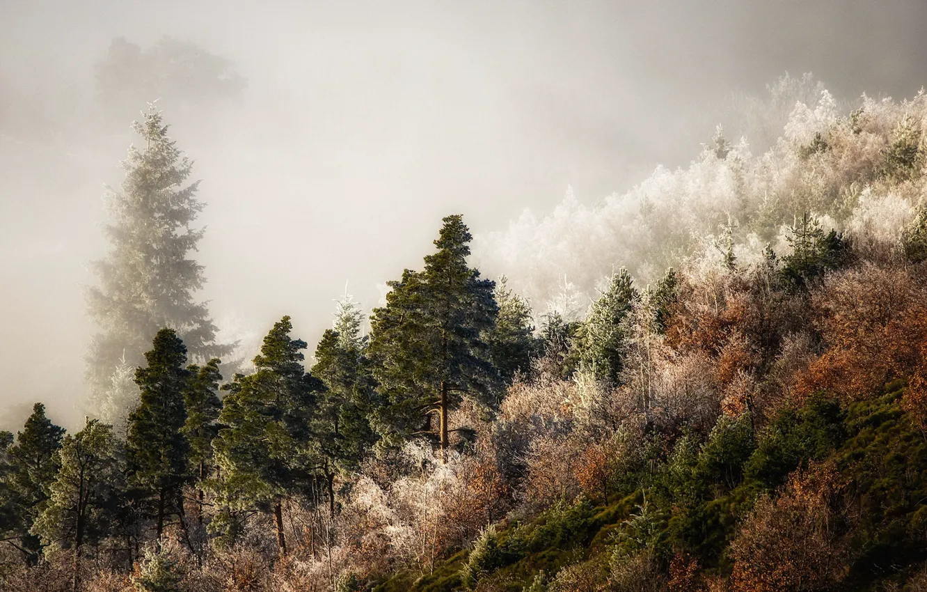 Photo wallpaper autumn, forest, fog