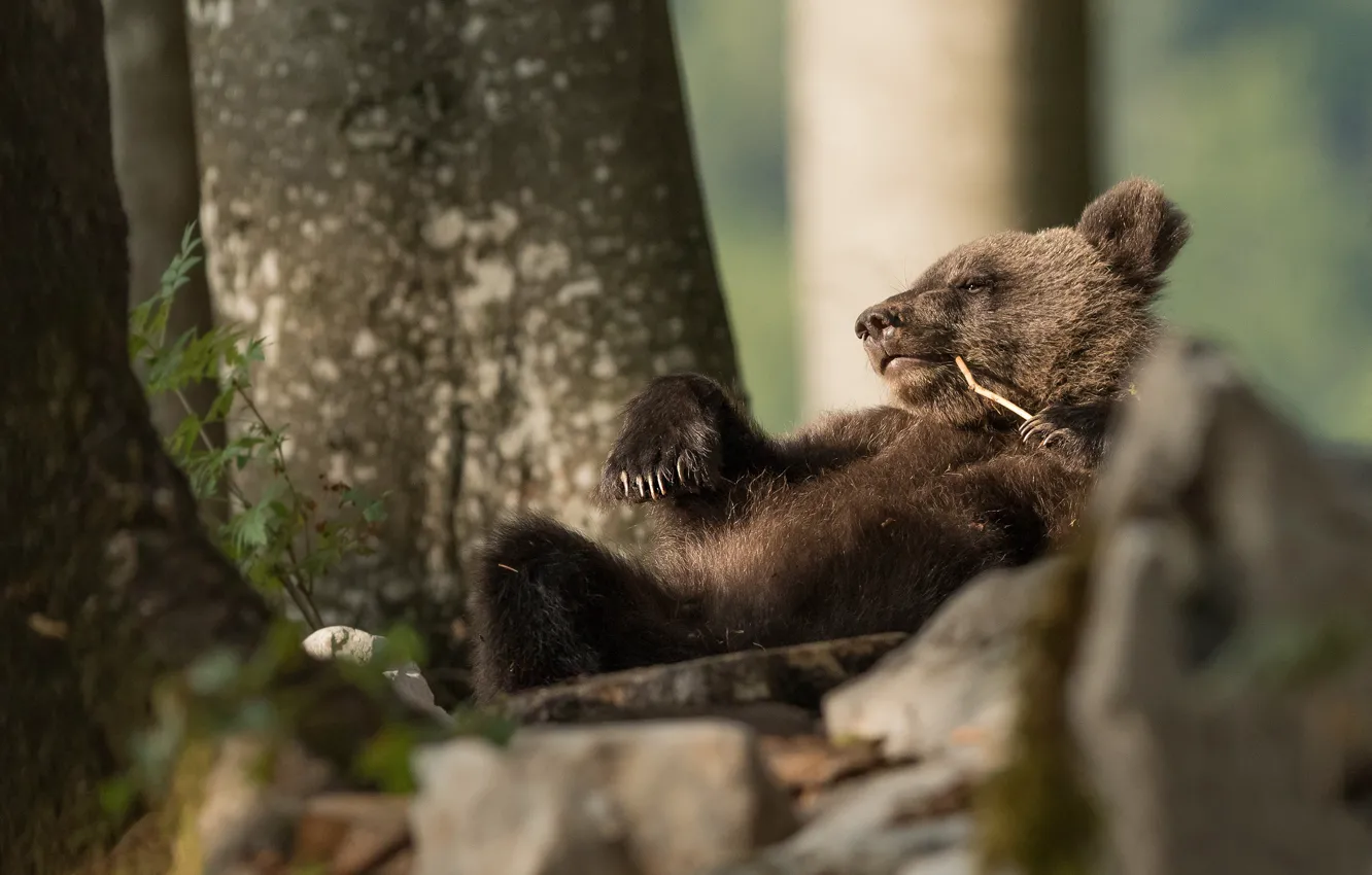 Photo wallpaper bear, bear, chill, break, baldeet