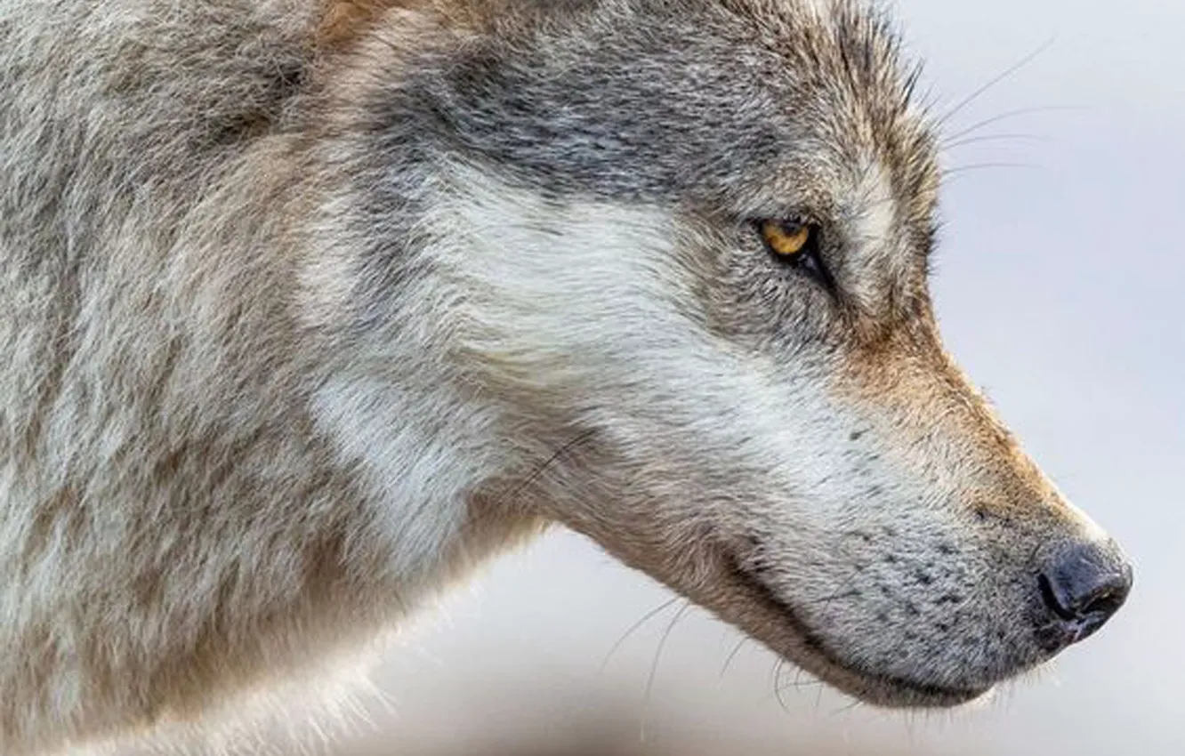Photo wallpaper Predator, nature, animal, wolf, wildlife, portrait, portrait., Canis lupus. face