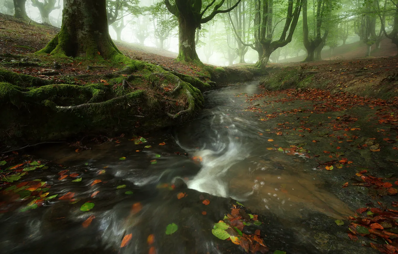 Photo wallpaper autumn, forest, stream, foliage