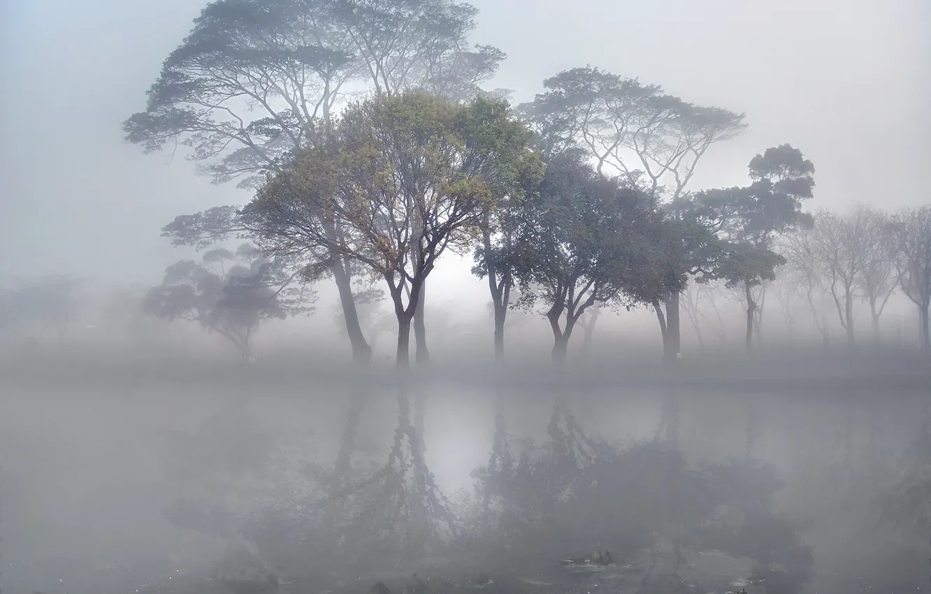 Photo wallpaper trees, fog, lake, surface, stones