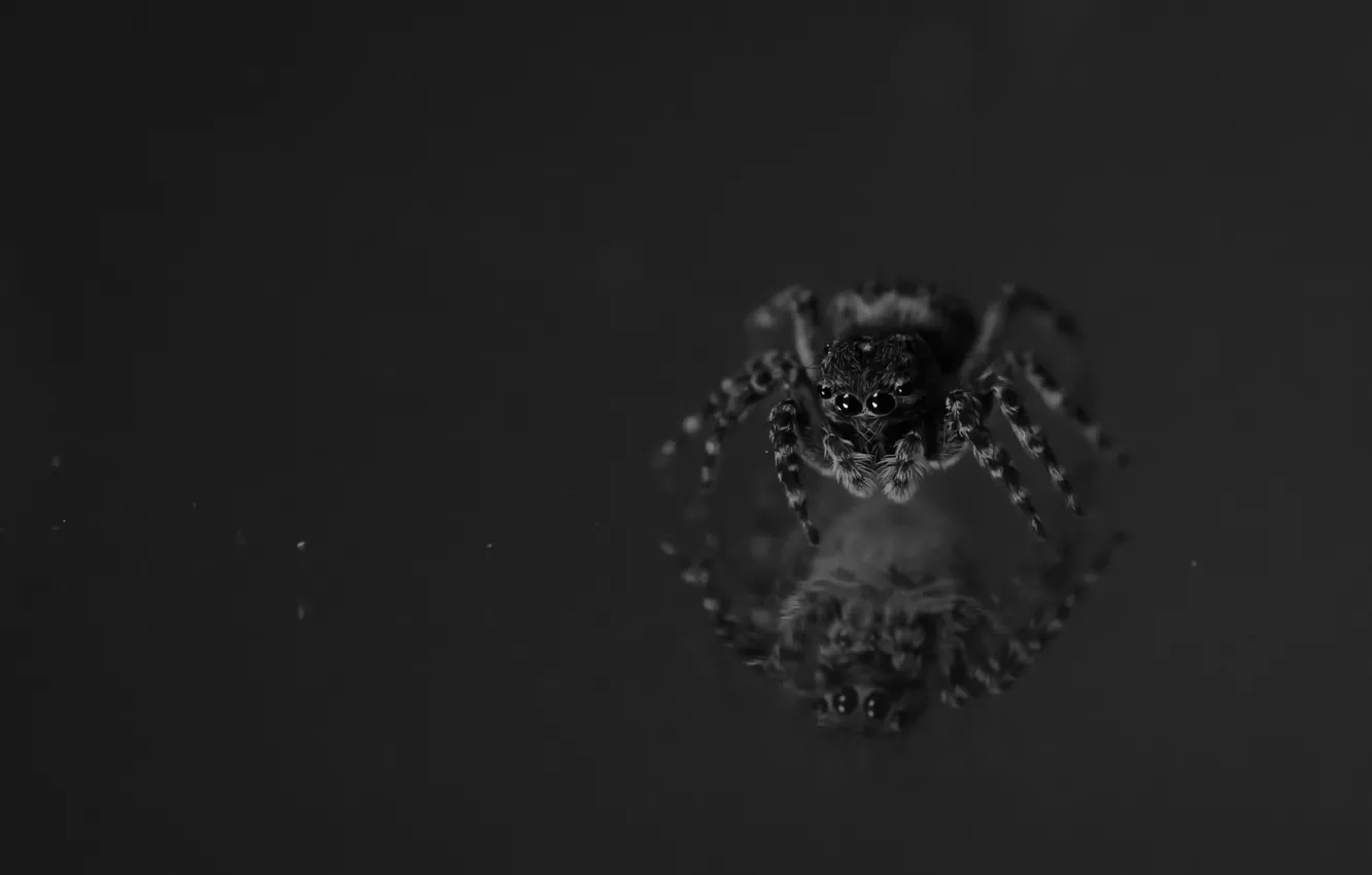 Photo wallpaper nature, background, spider