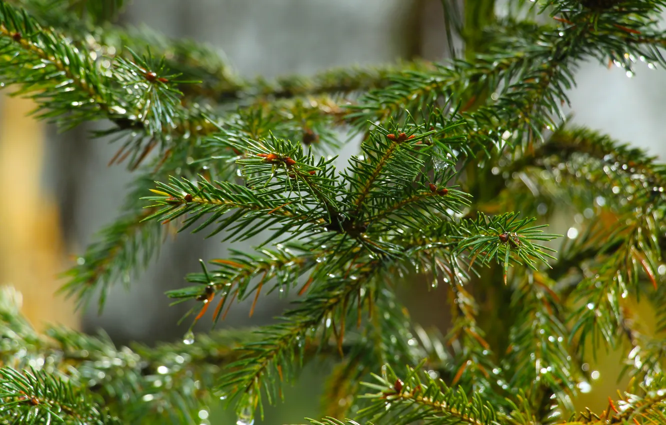 Photo wallpaper tree, pine, twig
