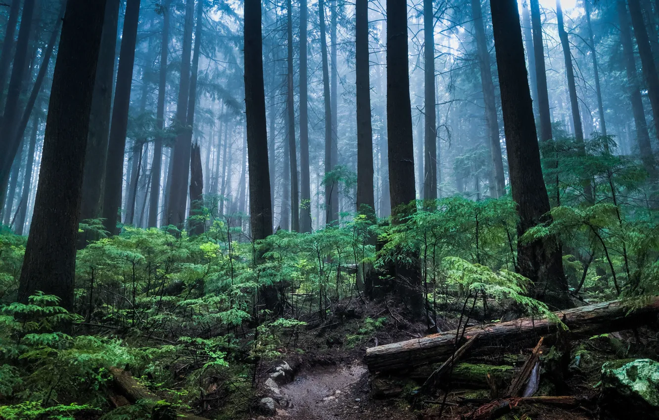 Photo wallpaper forest, trees, nature, fog