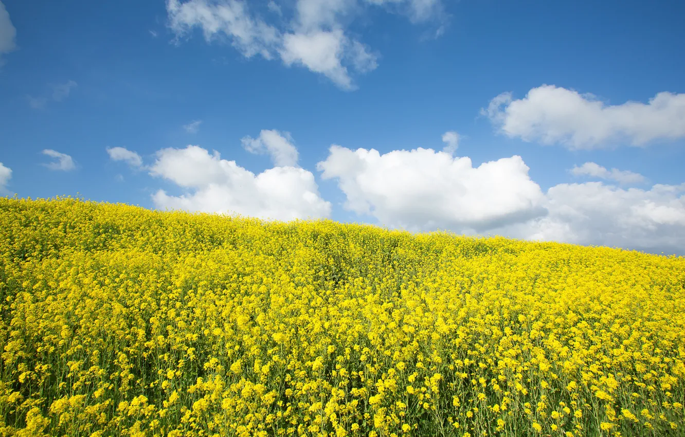 Photo wallpaper the sky, flowers, yellow, rape, rapeseed field