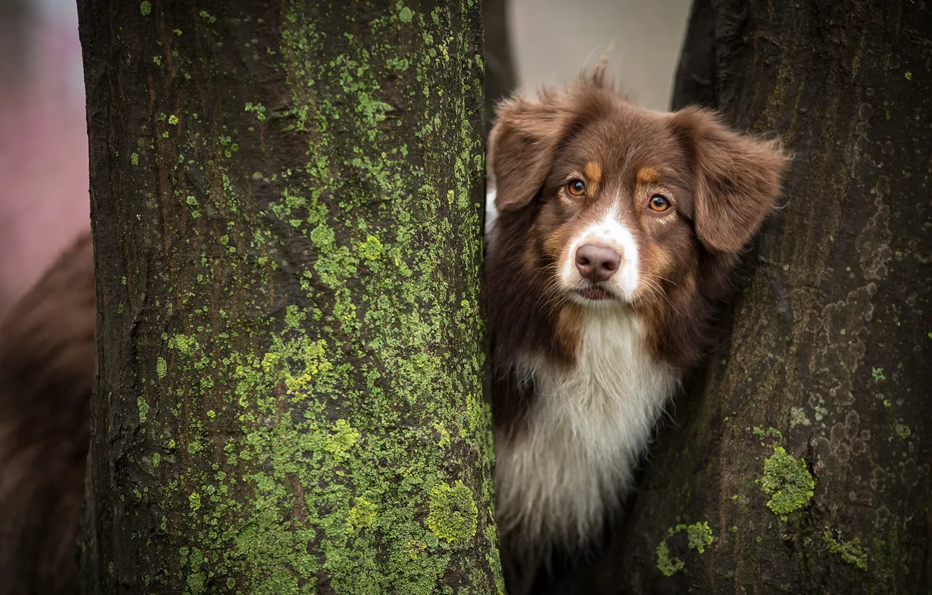 Photo wallpaper trees, dog, trunk, Aussie