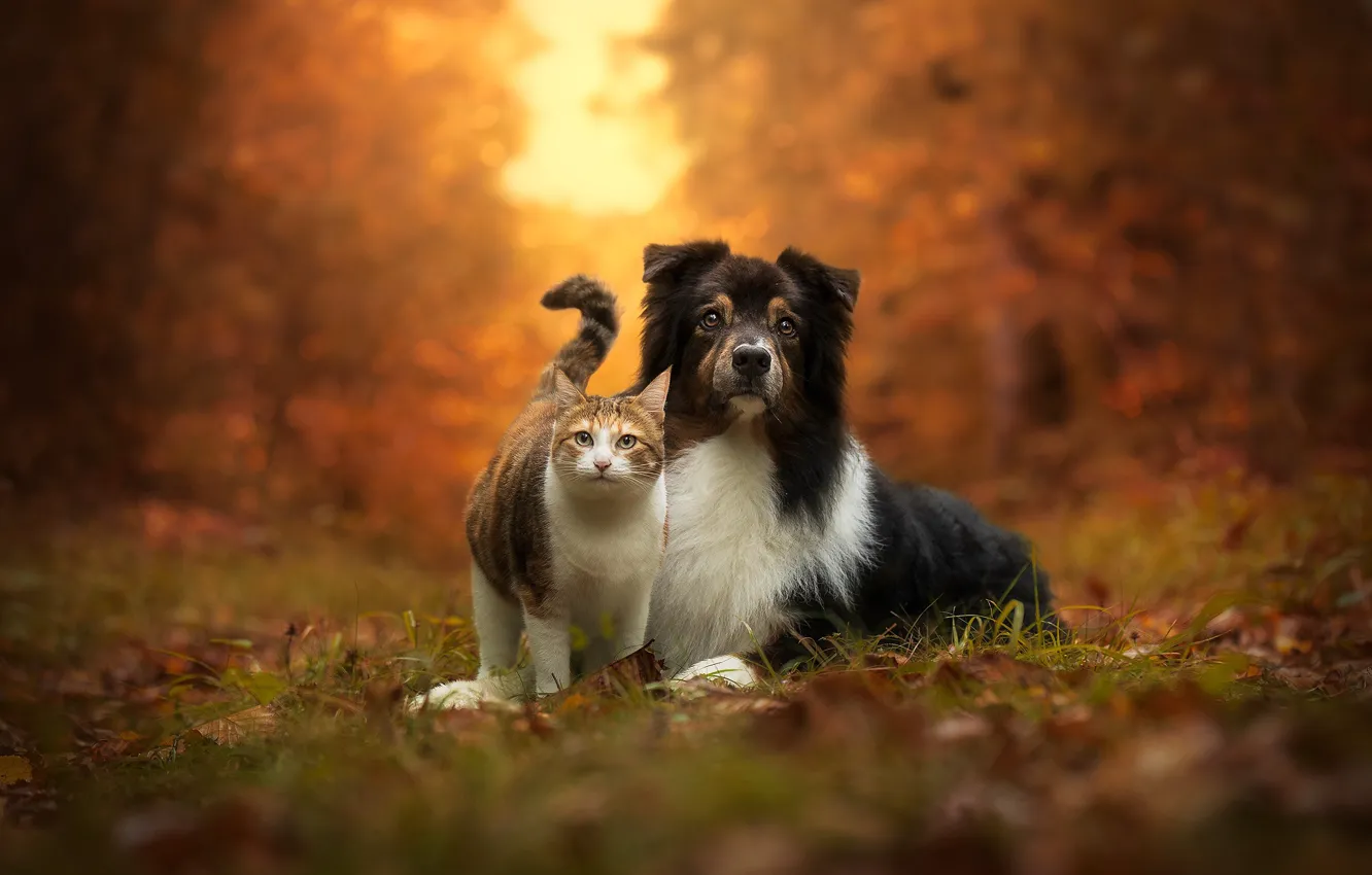 Photo wallpaper autumn, cat, each, dog