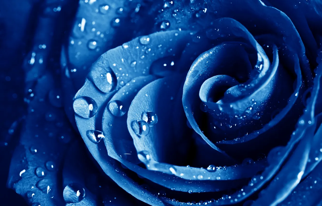 Photo wallpaper macro, rose, blue, The blue rose