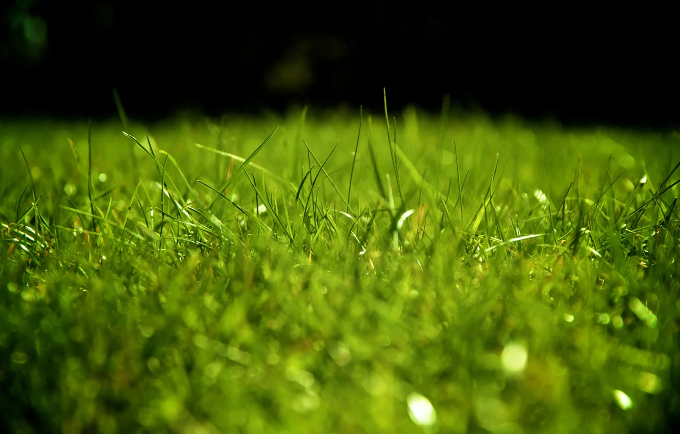 Photo wallpaper greens, grass, lawn