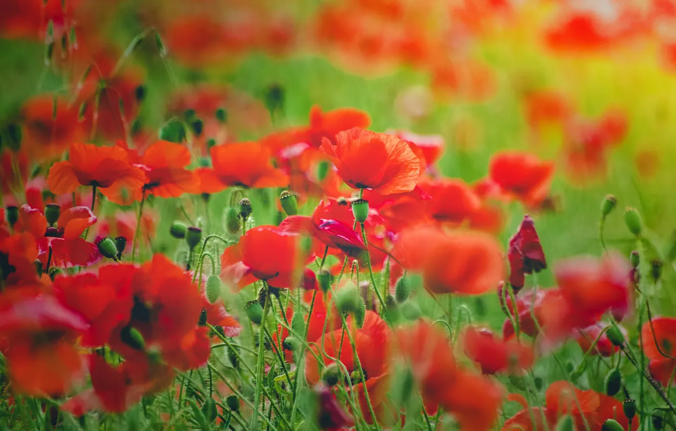 Photo wallpaper summer, flowers, Mac, Maki, red, green background, poppy field