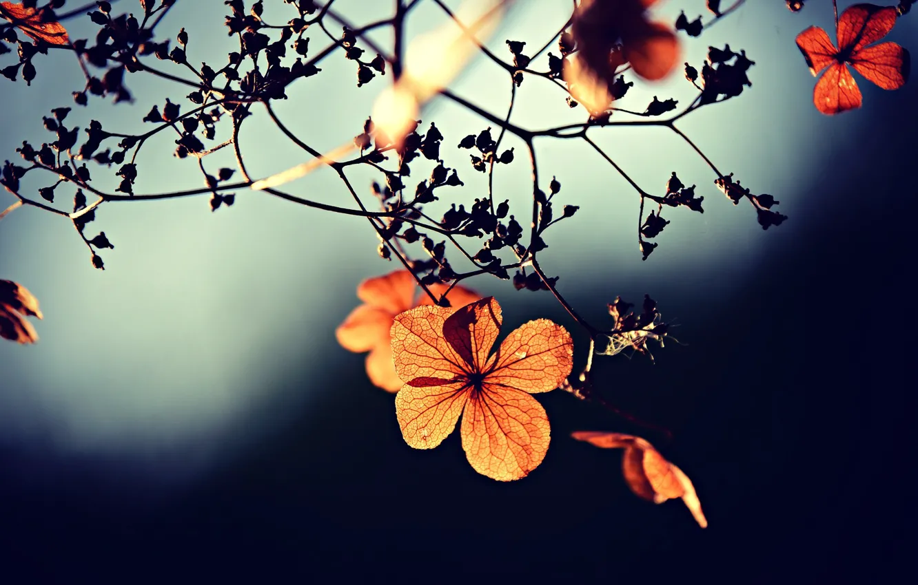 Photo wallpaper macro, trees, flowers, orange, branches