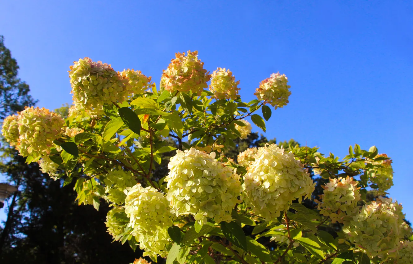 Photo wallpaper white, flower, sky, blue, hydrangea