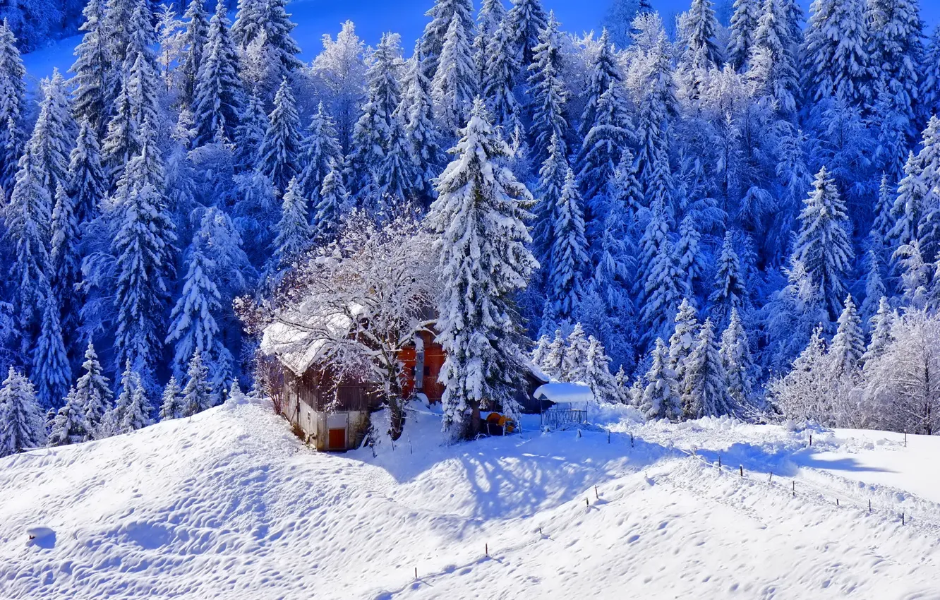 Photo wallpaper snow, trees, Winter, house, path