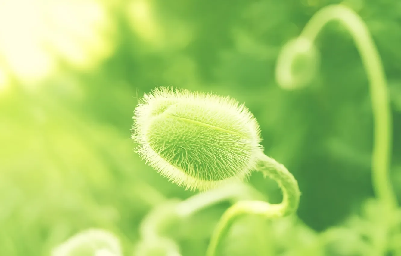 Photo wallpaper greens, Mac, buds