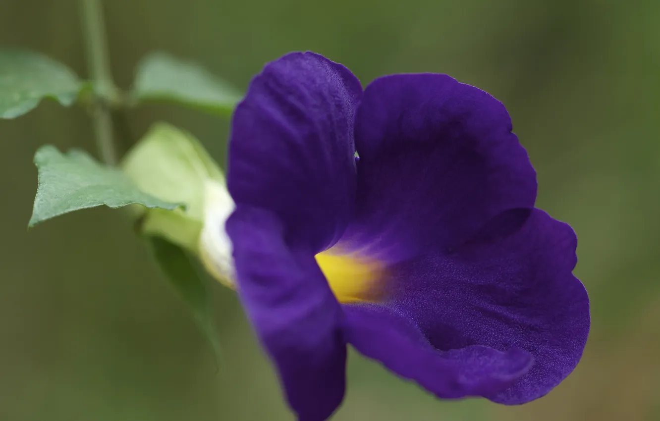 Photo wallpaper flower, purple, Petunia