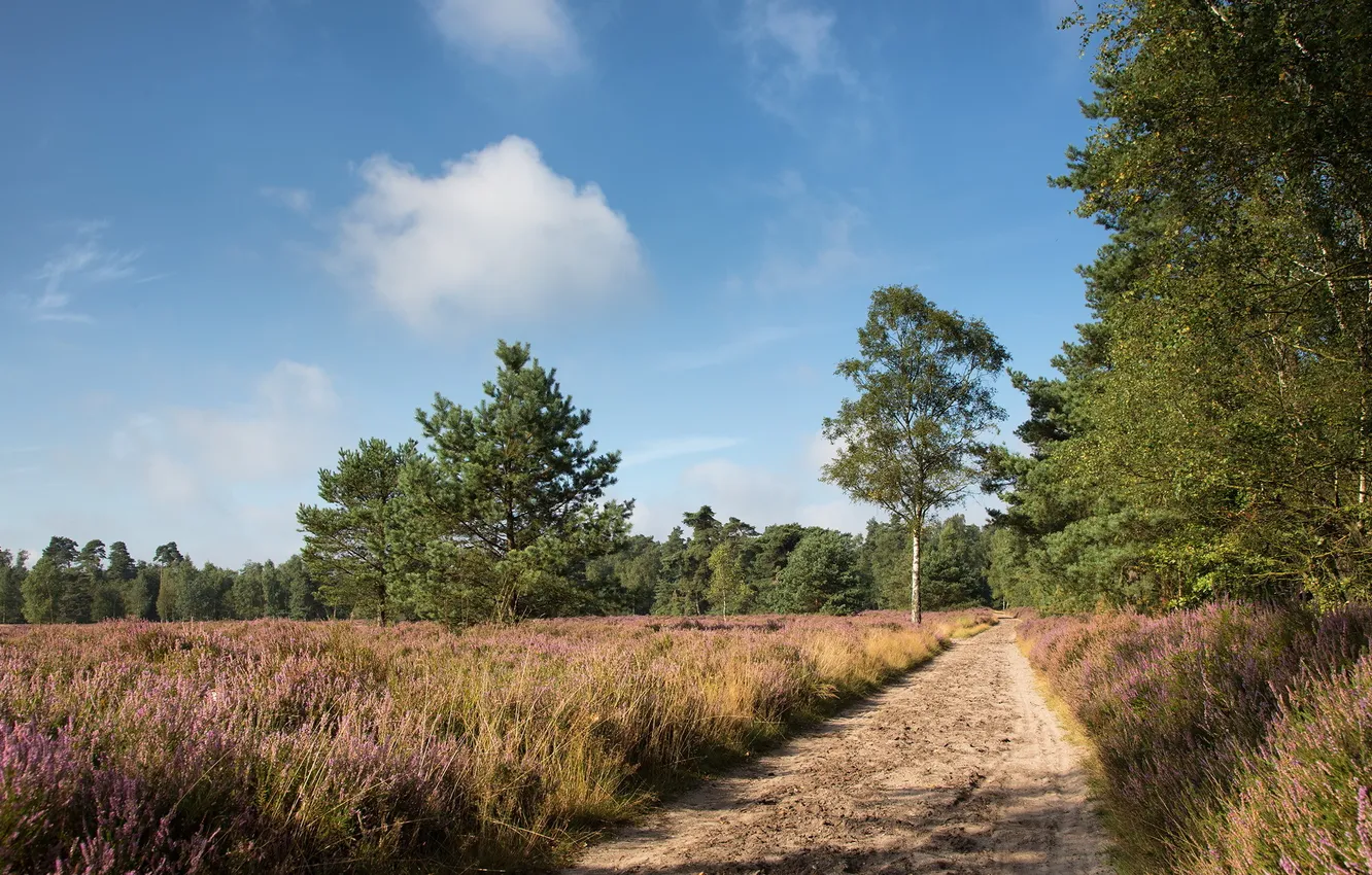 Photo wallpaper road, field, summer, landscape