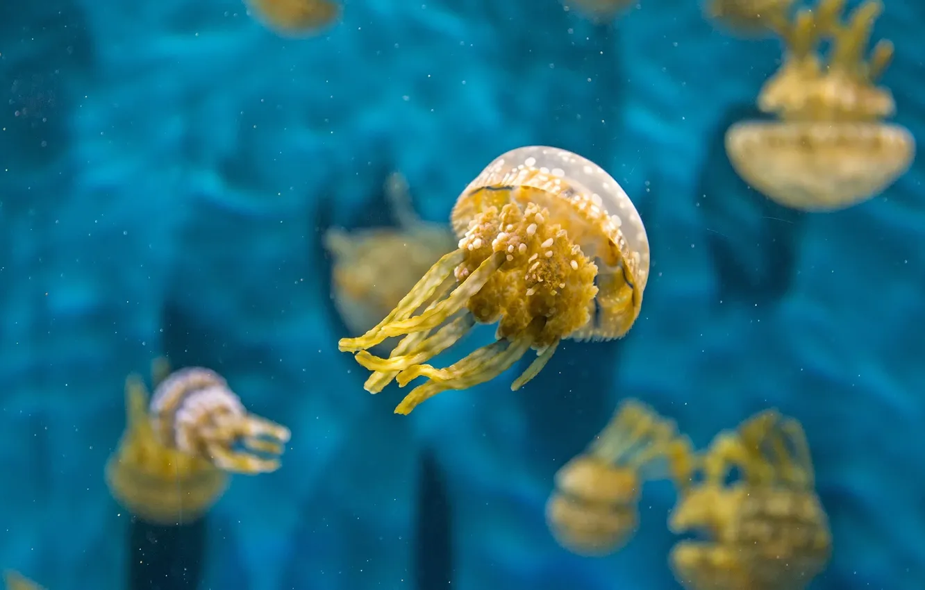 Photo wallpaper water, macro, jellyfish, underwater world