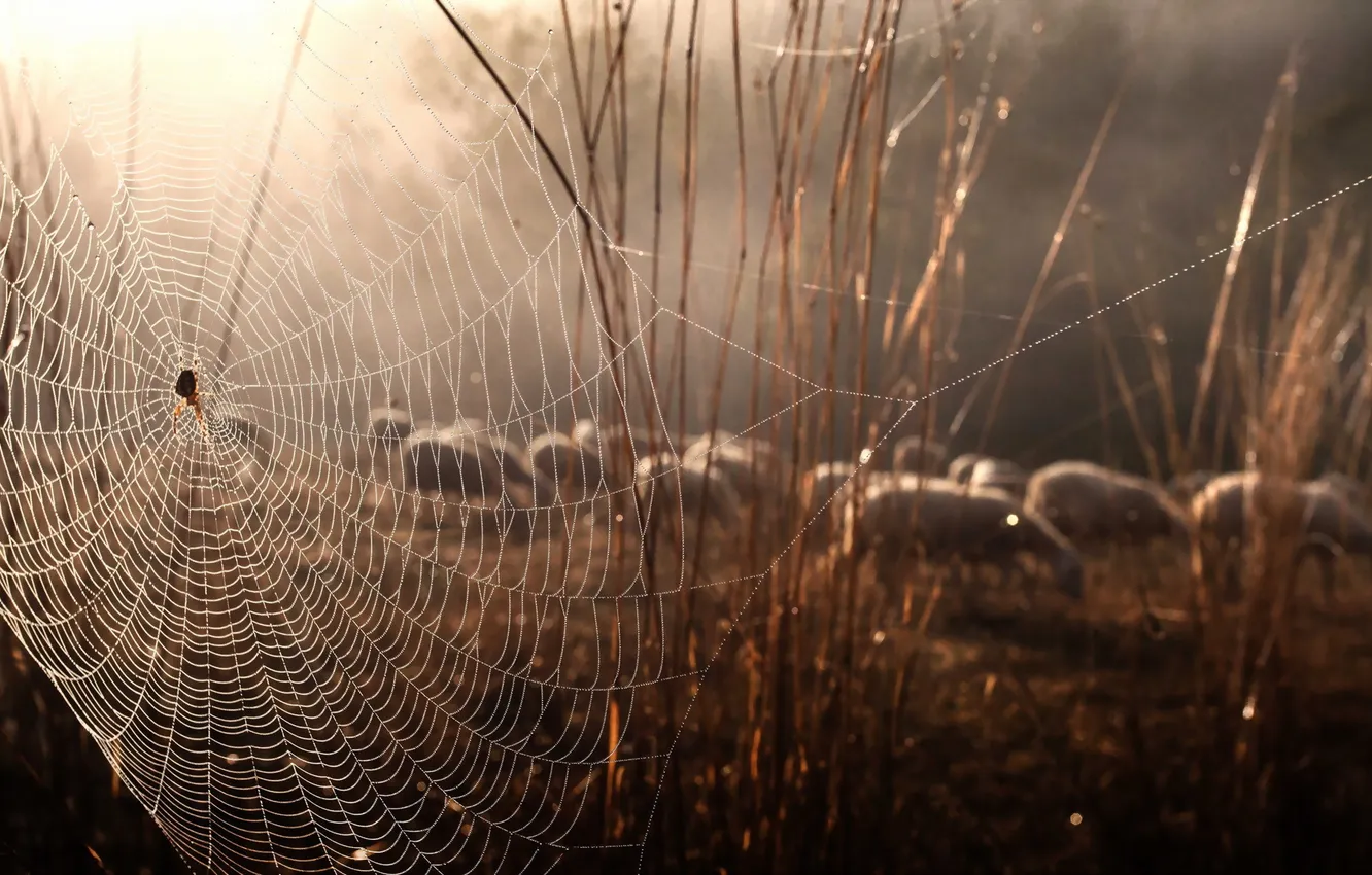 Photo wallpaper nature, sheep, web, spider